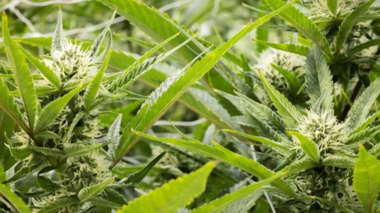 Cannabis Flower Growing