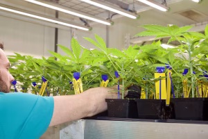Grower Reaching for Small Marijuana Plant Phenotype