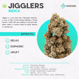 Close-up of dense cannabis buds labeled 'Jigglers Indica' by Resinate, highlighting its relaxing, euphoric, and uplifting effects. The text describes the strain as a cross of Mai Tai #4 and Gello, with terpene notes of pumpkin, gingerbread, and orange peel, and mentions potential relief for pain, anxiety, stress, and inflammation.