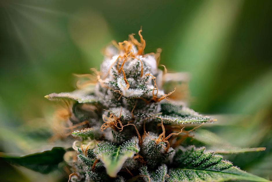 Close up cannabis bud with trichomes